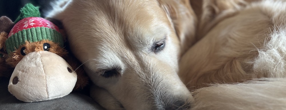 photo de Sam pour illustrer Noel