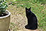Un chat noir dans un jardin