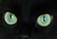 Un chat noir aux grands yeux